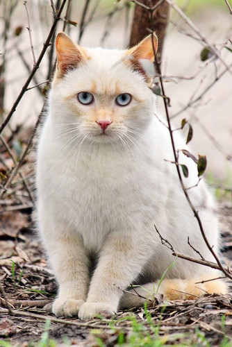 1616449141 15 p krasivie koshechki foto koshka 16.jpg