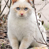 1616449141 15 p krasivie koshechki foto koshka 16