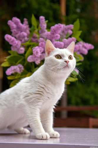 1616449136 28 p krasivie koshechki foto koshka 30.jpg