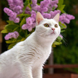 1616449136 28 p krasivie koshechki foto koshka 30