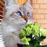 1616449152 43 p krasivie koshechki foto koshka 46