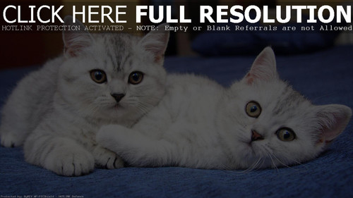 1616449147 37 p krasivie koshechki foto koshka 39.jpg