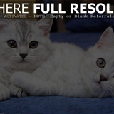 1616449147 37 p krasivie koshechki foto koshka 39