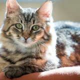 1616449148 50 p krasivie koshechki foto koshka 53