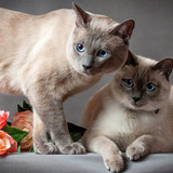 1616449134 1 p krasivie koshechki foto koshka 1