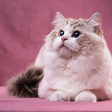 1616449153 48 p krasivie koshechki foto koshka 51