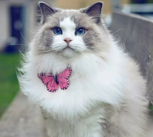 1616449137 21 p krasivie koshechki foto koshka 23.jpg