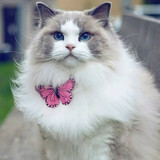 1616449137 21 p krasivie koshechki foto koshka 23