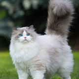 1616449142 24 p krasivie koshechki foto koshka 26