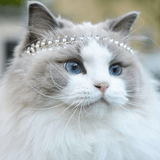 1616449149 18 p krasivie koshechki foto koshka 20