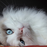 1616449157 52 p krasivie koshechki foto koshka 55