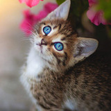 1616449169 39 p krasivie koshechki foto koshka 42