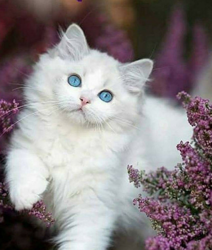 1616449170 35 p krasivie koshechki foto koshka 37.jpg