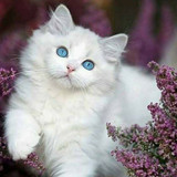 1616449170 35 p krasivie koshechki foto koshka 37