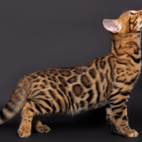 1617953092 13 p koshka porodi bengal 13