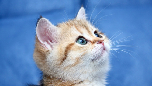 1616449200 54 p krasivie koshechki foto koshka 57.jpg