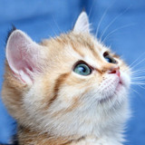 1616449200 54 p krasivie koshechki foto koshka 57