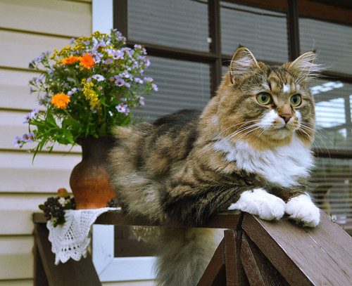 1616449242 45 p krasivie koshechki foto koshka 48.jpg