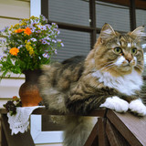 1616449242 45 p krasivie koshechki foto koshka 48