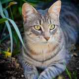 1616449164 26 p krasivie koshechki foto koshka 28