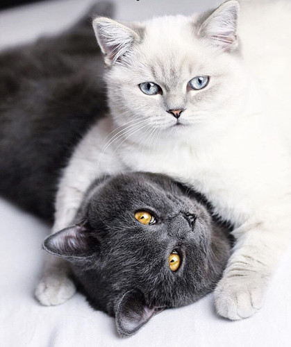 1616449176 44 p krasivie koshechki foto koshka 47.jpg