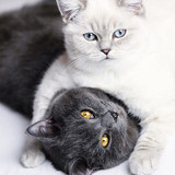 1616449176 44 p krasivie koshechki foto koshka 47