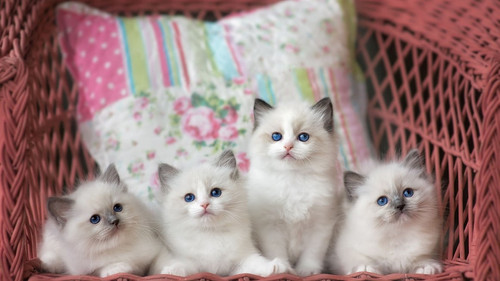 1616449164 31 p krasivie koshechki foto koshka 33.jpg