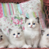 1616449164 31 p krasivie koshechki foto koshka 33