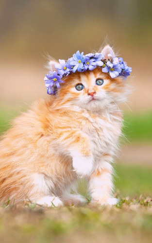 1616449173 51 p krasivie koshechki foto koshka 54.jpg