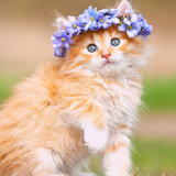 1616449173 51 p krasivie koshechki foto koshka 54