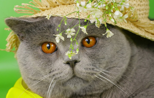 1616449225 49 p krasivie koshechki foto koshka 52.jpg