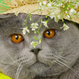 1616449225 49 p krasivie koshechki foto koshka 52