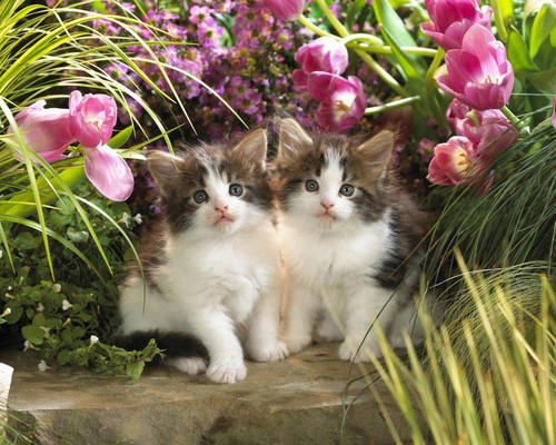 1616449187 32 p krasivie koshechki foto koshka 34.jpg