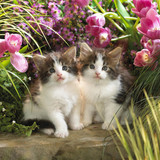 1616449187 32 p krasivie koshechki foto koshka 34