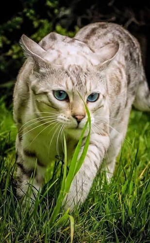 1616449185 42 p krasivie koshechki foto koshka 45