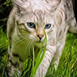 1616449185 42 p krasivie koshechki foto koshka 45