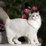 1616449211 5 p krasivie koshechki foto koshka 5