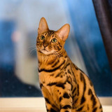 1617953111 6 p koshka porodi bengal 6