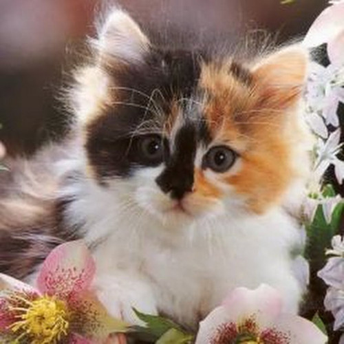 1616449228 29 p krasivie koshechki foto koshka 31.jpg