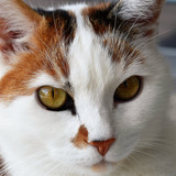 1616449174 55 p krasivie koshechki foto koshka 58