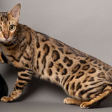 1617953088 4 p koshka porodi bengal 4
