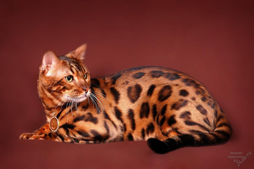 1617953092 10 p koshka porodi bengal 10.jpg