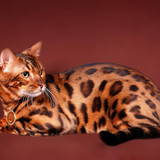 1617953092 10 p koshka porodi bengal 10