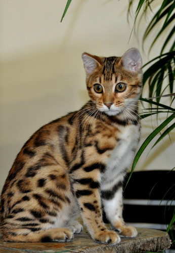 1617953103 9 p koshka porodi bengal 9.jpg