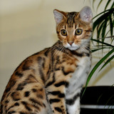 1617953103 9 p koshka porodi bengal 9