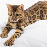 1617953112 19 p koshka porodi bengal 19