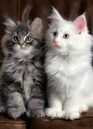 1616449194 34 p krasivie koshechki foto koshka 36