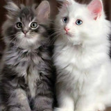 1616449194 34 p krasivie koshechki foto koshka 36