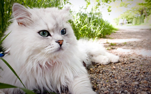 1616449232 53 p krasivie koshechki foto koshka 56.jpg