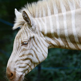 (16) Bijzondere Dieren
